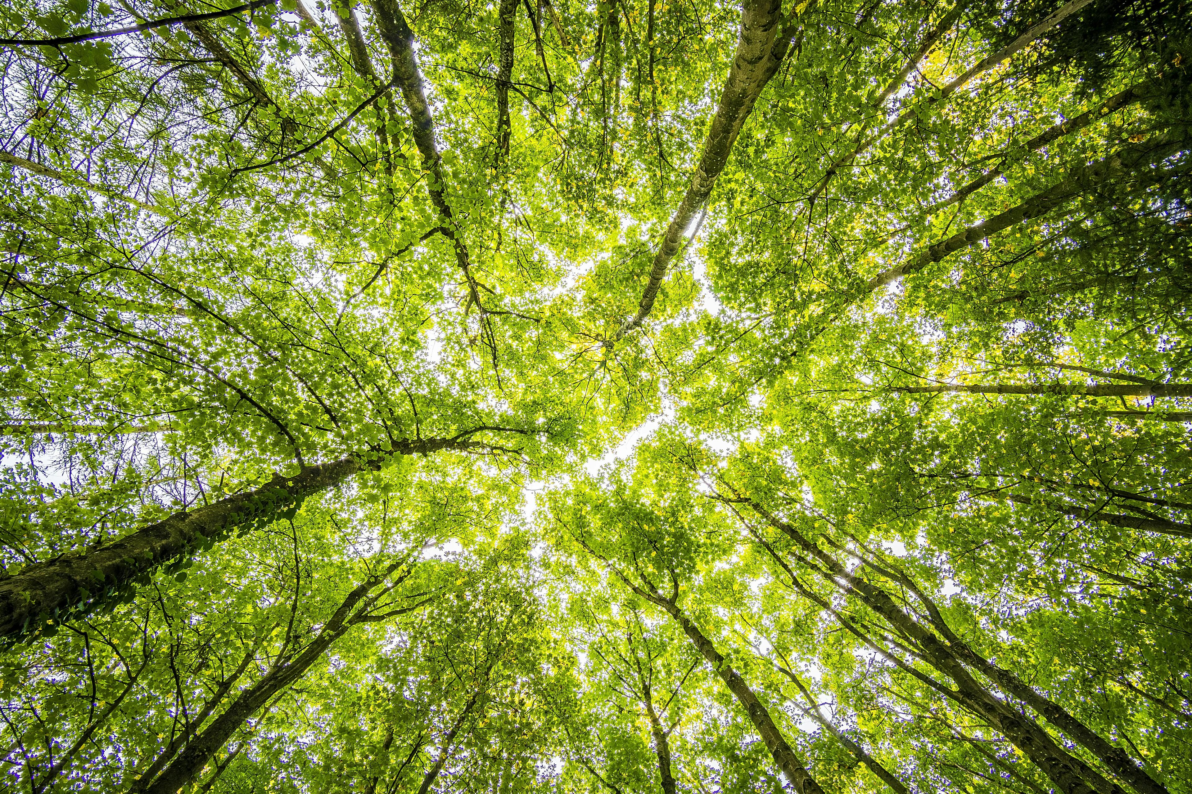 Ecosrev background